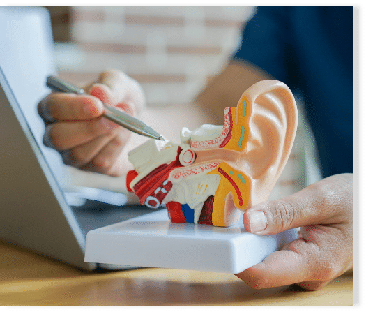 Hearing specialist pointing at a model of a human ear